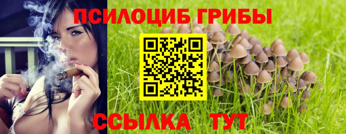 Псилоцибиновые грибы Psilocybine cubensis Лесозаводск